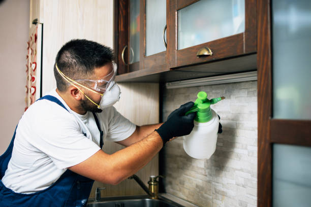 Flea Control Services in St Augusta, MN