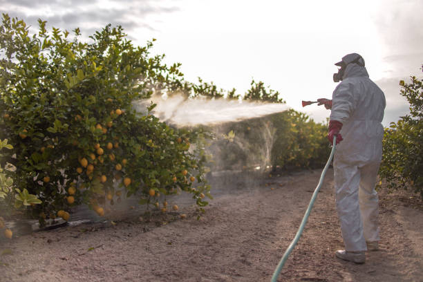 Best Pest Removal Services  in St Augusta, MN
