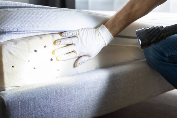 Best Insect Control  in St Augusta, MN