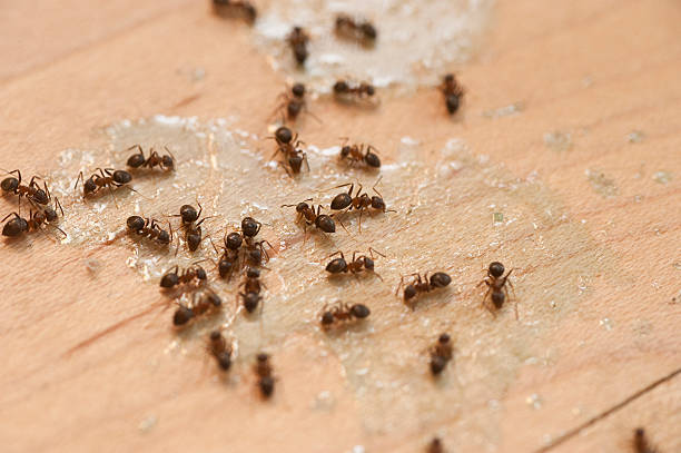 Best Affordable Pest Control Services  in St Augusta, MN