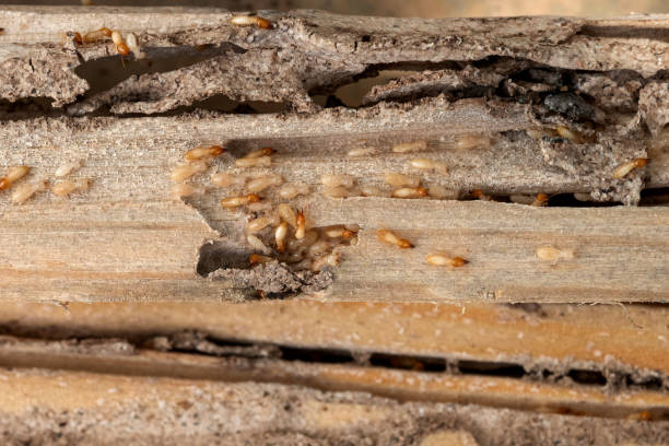 Best Wildlife Control Services  in St Augusta, MN