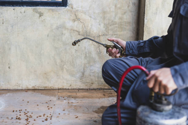 Best Wasp Removal Services  in St Augusta, MN